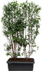 Hedge to Go - Deutzia magn. Nancy Haag