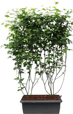 Hedge to Go - Rubus frut. Chester Thornless Haag