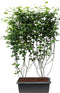 Hedge to Go - Rubus frut. Chester Thornless Haag