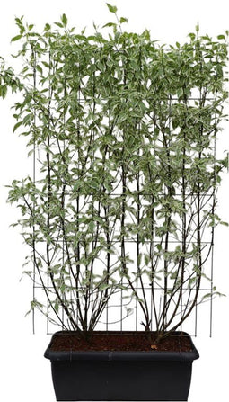 Hedge to Go - Cornus alba Elegantissima Haag
