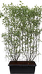 Hedge to Go - Cornus alba Elegantissima Haag