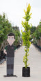 Warentuin Natuurlijk - 2 stuks! Goud iep (laagstam) Ulmus holl. `Wredei h 250 cm cm st. h 30 cm boom