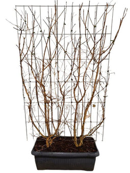 Hedge to Go - Heptacodium miconioides Haag
