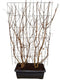 Hedge to Go - Heptacodium miconioides Haag