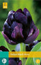 3 stuks - JUB - Tulipa Black Hero 4 bollen