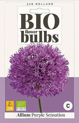 3 stuks - JUB - Allium Purple Sensation 4 bollen
