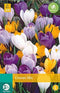 3 stuks - JUB - Crocus grootbloemig mix 12 bollen
