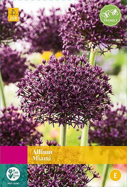 Jub - Allium Miami, 10 bloembollen