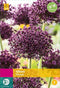 Jub - Allium Miami, 10 bloembollen
