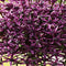 Jub - Allium Miami, 10 bloembollen