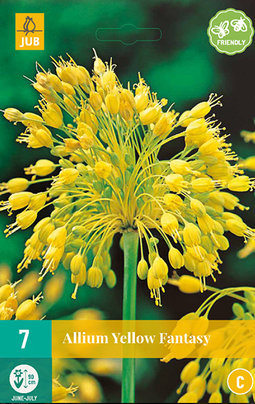 JUB - Allium Yellow Fantasy
