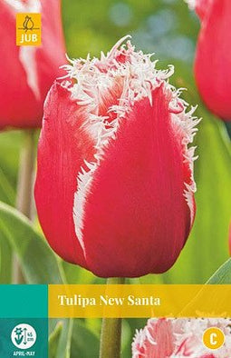 JUB - Tulipa New Santa