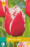 JUB - Tulipa New Santa