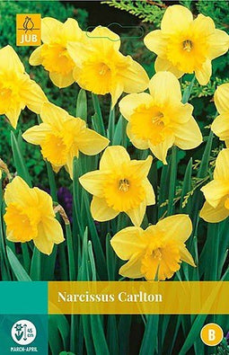 5 stuks - JUB - Narcissus Carlton 4 bollen