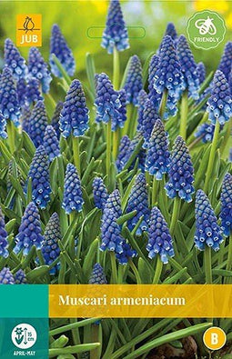 5 stuks - JUB - Muscari armeniacum 15 bollen