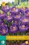 3 stuks - JUB - Crocus Flower Record 12 bollen