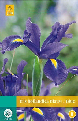 5 stuks - JUB - Iris hollandica blauw 20 bollen