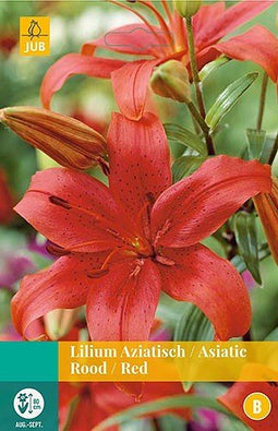 5 stuks - JUB - Lilium rood 2 bollen