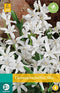 5 stuks - JUB - Chionodoxa luciliae Alba 15 bollen