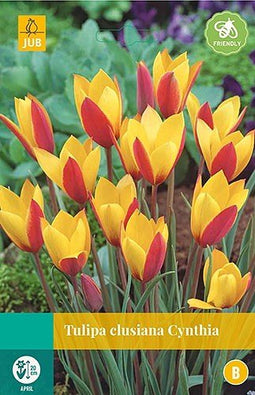 5 stuks - JUB - Tulipa clusiana Cynthia 8 bollen