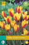 5 stuks - JUB - Tulipa clusiana Cynthia 8 bollen