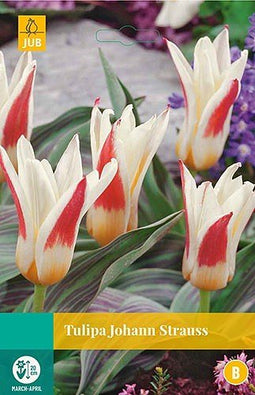 5 stuks - JUB - Tulipa Johann Strauss 5 bollen