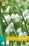 5 stuks - JUB - Leucojum Gravetye Giant 2 bollen