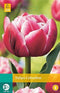 5 stuks - JUB - Tulipa Columbus 5 bollen