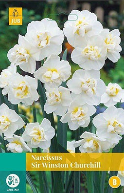 5 stuks - JUB - Narcissus Sir Winston Churchill 4 bollen