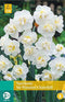5 stuks - JUB - Narcissus Sir Winston Churchill 4 bollen