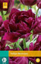 5 stuks - JUB - Tulipa Showcase 5 bollen
