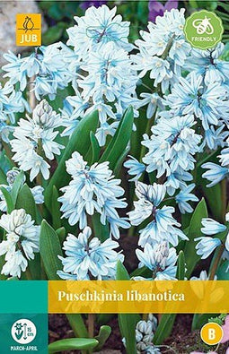 5 stuks - JUB - Puschkinia libanotica 20 bollen