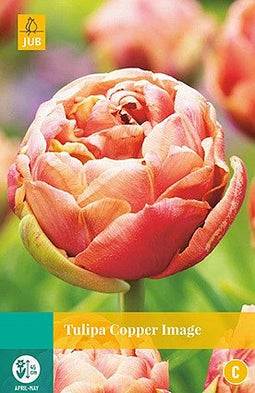 JUB - Tulipa Copper Image