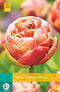 JUB - Tulipa Copper Image