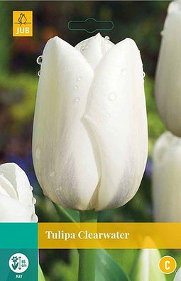 3 stuks - JUB - Tulipa Clearwater 8 bollen