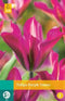 JUB - Tulipa Purple Dance
