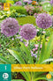 JUB - Allium party balloons