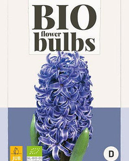 JUB - Hyacinthus blue pearl - bio