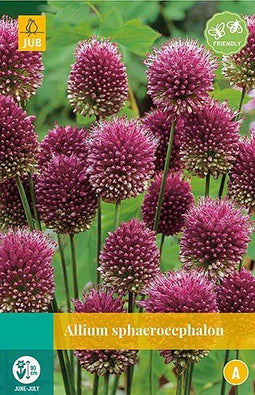 5 stuks - JUB - Allium sphaerocephalon 20 bollen