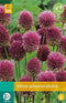 5 stuks - JUB - Allium sphaerocephalon 20 bollen
