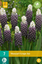 JUB - Muscari Grape Ice