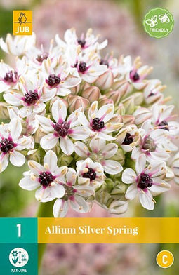 JUB - Allium silver spring