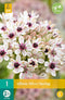 JUB - Allium silver spring