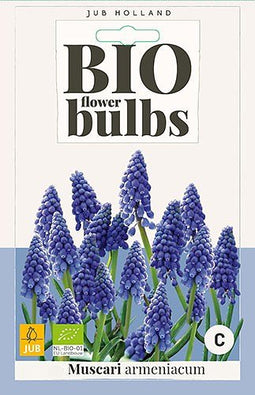 3 stuks - JUB - Muscari armeniacum 8 bollen