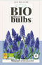 3 stuks - JUB - Muscari armeniacum 8 bollen