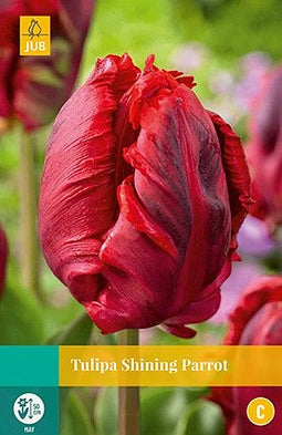 JUB - Tulipa Shining Parrot