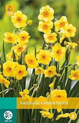 5 stuks - JUB - Narcissus Golden Dawn 4 bollen