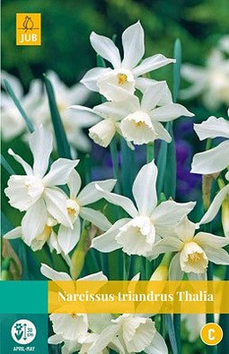 JUB - Narcissus triandrus Thalia