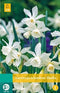 JUB - Narcissus triandrus Thalia