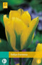 JUB - Tulipa Formosa